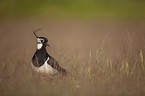 Biosphoto | 1537276 | Northern lapwing (Vanellus vanellus), Lake Neusiedl, Austria, Europe | &copy; Franz Christoph Robiller / imageBROKER / Biosphoto