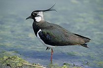Biosphoto | 1523178 | Northern Lapwing (Vanellus vanellus) standing in shallow water | &copy; Michaela Walch / imageBROKER / Biosphoto
