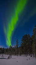 Biosphoto | 2609773 | Northern lights in boreal forest (taiga). Landscape in Lemmenjoki National Park (Lemmenjoen kansallispuisto) near Inari. Northern europe, Finland, Lapland | &copy; Martin Zwick / Biosphoto