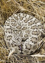 Biosphoto | 2434073 | Northern Pacific Rattlesnake. Northern Pacific Rattlesnake (Crotalus oreganus) is a venomous pit viper species found in North America in parts of British Columbia, western United States and northwestern Mexico. Photographed in Carrizo Plain National Monument, San Luis Obispo County, California. | &copy; Stuart Wilson / Biosphoto