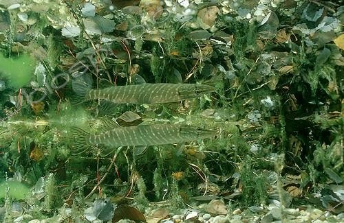 Biosphoto | 64905 | Northern pike Bavaria Deutschland | &copy; Reinhard Dirscherl / Biosphoto
