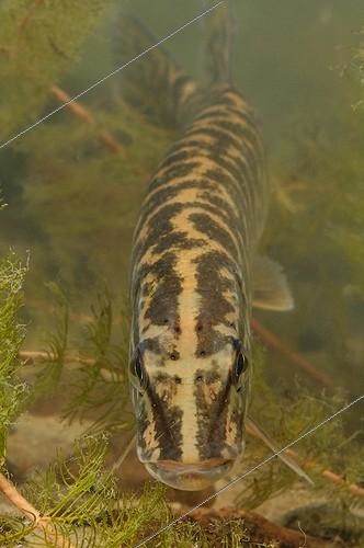 Biosphoto | 1611539 | Northern pike Belgium | &copy; Hugo Willocx / Biosphoto