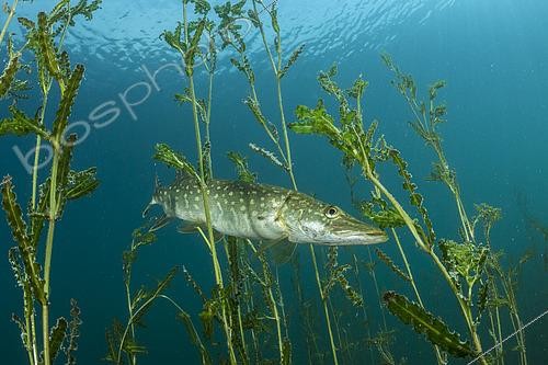 Biosphoto | 2464639 | Northern pike (Esox lucius) amongst Shining pondweed (Potamogeton lucens), Sion, Valais canton, southwestern Switzerland, Europe | &copy; Franco Banfi / Biosphoto