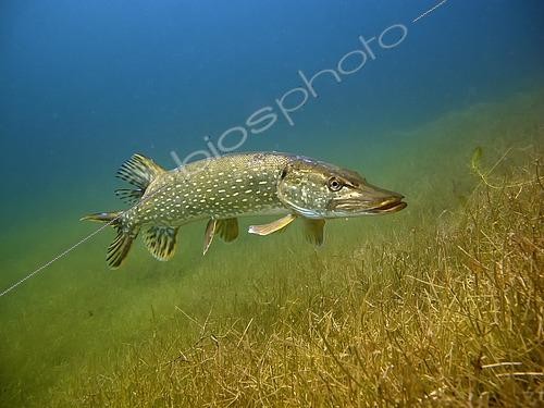 Biosphoto | 2504837 | Northern pike (Esox lucius) in Helenesee lake, near Frankfurt Oder, Brandenburg, Germany, Europe | &copy; Fotoatelier Berlin / imageBROKER / Biosphoto