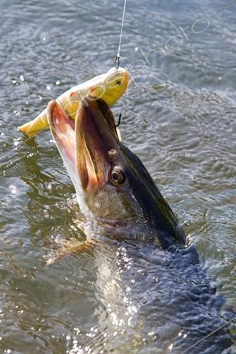 Biosphoto | 1777592 | Northern Pike fishing with artificial lures Vosges France | &copy; Bruno Mathieu / Biosphoto