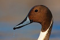Biosphoto | 2413413 | Northern Pintail (Anas acuta) male, British Columbia, Canada | &copy; Jan Wegener / BIA / Biosphoto