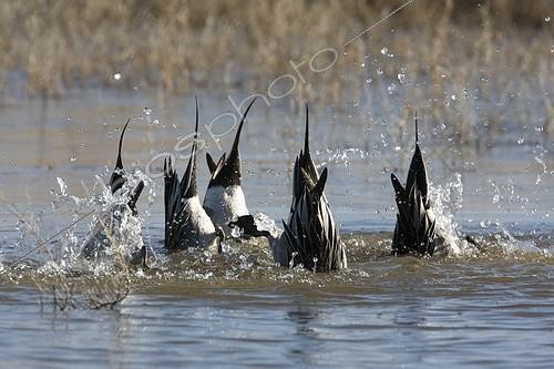 Biosphoto | 1419229 | Northern pintails upending Arizona USA | &copy; Mike Lane / Biosphoto
