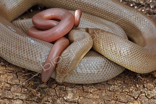 Biosphoto | 2444997 | Northern Rubber Boa (Charina bottae) - Oregon - USA - Found in Northwestern U.S. - S.w. Canada - Eats primarily young of small mammals - May be common in appropriate habitats | &copy; John Cancalosi / Biosphoto