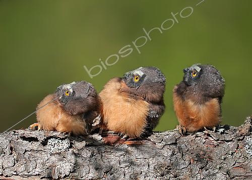 Biosphoto | 2413352 | Northern Saw-whet Owl (Aegolius acadicus) juvenile, Saskatchewan, Canada | &copy; Nick Saunders / BIA / Biosphoto