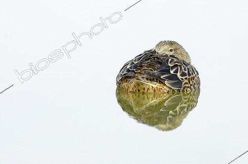 Biosphoto | 1714056 | Northern Shoveler female on water Marais Breton France | &copy; Serge Deboffle / Biosphoto