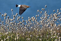 Biosphoto | 2437084 | Northern wheatear (Oenanthe oenanthe) in flight at the edge of the cliff, Regional Natural Park of Armorique, Brittany, France | &copy; Michel Rauch / Biosphoto