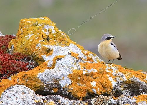 Biosphoto | 2561533 | Northern wheatear (Oenanthe oenanthe) male on rock, Causse Méjean, Lozère, France | &copy; Jean-François Noblet / Biosphoto