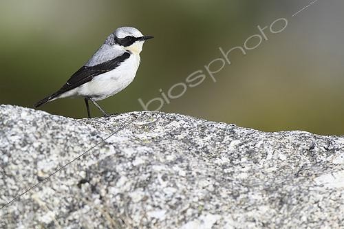 Biosphoto | 2274546 | Northern wheatear (Oenanthe oenanthe) male on a rock, Europe | &copy; Emile Barbelette / Biosphoto