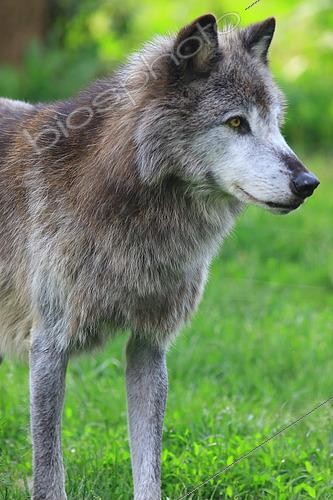 Biosphoto | 2561528 | Northwest territories wolf (Canis lupus mackenzii) captive, Isere, France | &copy; Jean-François Noblet / Biosphoto