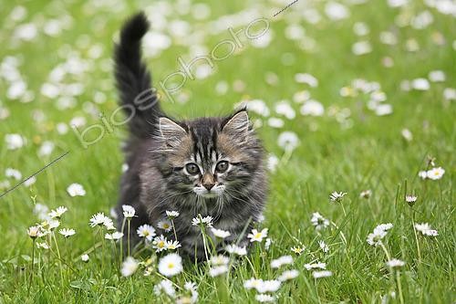 Biosphoto | 2618248 | Norwegian Forest Kitten, female kitten aged 9 weeks in the grass and daisies, Seine-et-Marne, France. | &copy; Christophe  Lehénaff / Biosphoto