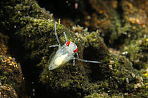Biosphoto | 2621592 | Notonecte au repos juste après une mue, commune de Couffy, Loir et Cher, France | &copy; Bruno Guénard / Biosphoto
