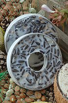 Biosphoto | 2547066 | Nourriture pour les oiseaux en hiver, graisse, cacahuètes, graines de tournesol | &copy; Catherine Fruhinsholz / Biosphoto