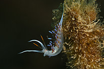 Biosphoto | 2622380 | Nudibranch Pilgrim hervia (Cratena peregrina). Lion de Mer site. Saint-Raphaël, Var, France. | &copy; Jean Cassou / Biosphoto