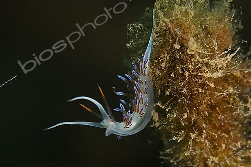 Biosphoto | 2622380 | Nudibranch Pilgrim hervia (Cratena peregrina). Lion de Mer site. Saint-Raphaël, Var, France. | &copy; Jean Cassou / Biosphoto