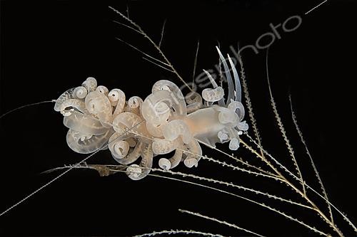 Biosphoto | 2622010 | Nudibranche aéolide (Phyllodesmium iriomotense), plongée de Batu Ringgit, Tulamben, Bali, Indopnésie. | &copy; Jean Cassou / Biosphoto
