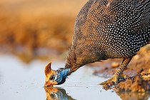 Biosphoto | 2591117 | Numidian guinea fowl (Numida meleagris), drinking near by a pond, Shompole wilderness, Shompole Community, Kenya, East Africa, Africa | &copy; Sylvain Cordier / Biosphoto
