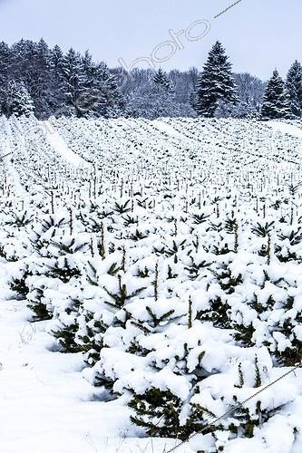 Biosphoto | 1851904 | Nursery for Christmas trees in winter, Elfringhauser Schweiz, Hattingen, North Rhine-Westphalia, Germany, Europe | &copy; Jochen Tack / imageBROKER / Biosphoto