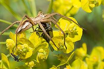 Biosphoto | 2444172 | Nursery-web spider (Pisaura mirabilis) catching a fly, Vosges du Nord Regional Natural Park, France | &copy; Michel Rauch / Biosphoto