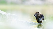 Biosphoto | 2546416 | Nutria (Myocastor coypus) on the lake shore. Slovakia | &copy; Ervin Horesnyík / Biosphoto