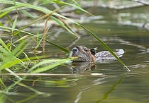 Biosphoto | 1245442 | Nutria swimming at the surface of a lake Jura France | &copy; Michel Loup / Biosphoto