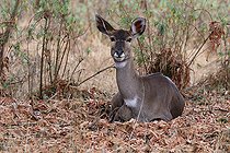 Biosphoto | 2395222 | Nyala de montagne (Tragelaphus buxtoni) femelle, Dinsho, Ethiopie | &copy; Stéphan Bonneau / Biosphoto
