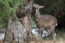 Biosphoto | 2395226 | Nyala de montagne (Tragelaphus buxtoni) femelle, Dinsho, Ethiopie | &copy; Stéphan Bonneau / Biosphoto