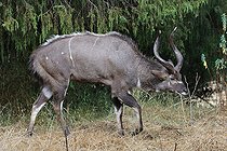 Biosphoto | 2395221 | Nyala de montagne (Tragelaphus buxtoni) mâle, Dinsho, Ethiopie | &copy; Stéphan Bonneau / Biosphoto