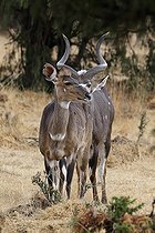 Biosphoto | 2395223 | Nyala de montagne (Tragelaphus buxtoni) mâle flairant une femelle, Dinsho, Ethiopie | &copy; Stéphan Bonneau / Biosphoto