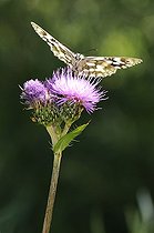 Biosphoto | 1253991 | Nymphalidae on flower Cirse France | &copy; Thierry Van Baelinghem / Biosphoto