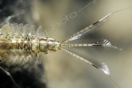 Biosphoto | 2399876 | Nymphe d'Ephémère (Ephemeroptera sp), dans une mare, Prairies du Fouzon, Loir-et-Cher, France | &copy; Bruno Guénard / Biosphoto