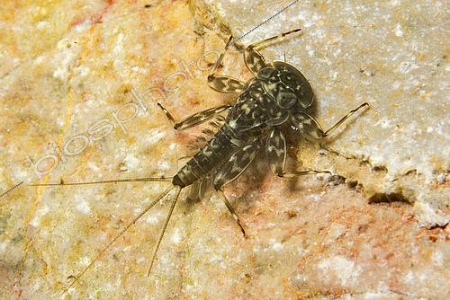 Biosphoto | 2453515 | Nymphe d’éphéméroptère du genre Ecdyonurus sp., photographiée sous l’eau, dans la Dourbie (Aveyron, Occitanie, France) | &copy; Mathieu Foulquié / Biosphoto