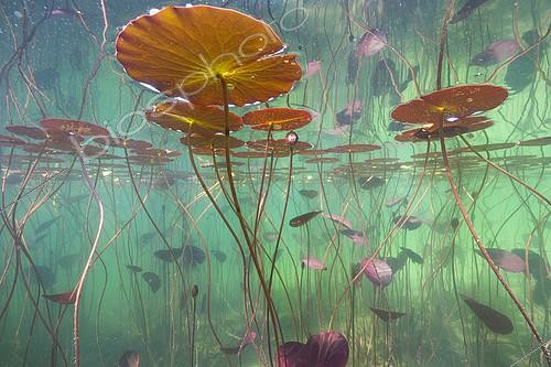 Biosphoto | 2127082 | Nymphéas (Nymphaea sp.) dans un lac du Jura, France | &copy; Michel Loup / Biosphoto