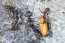 Biosphoto | 2621322 | Nymphes de fourmi méditerranéenne (Camponotus cruentatus), les nymphes de fourmi de la famille Formicinae sont enfermées dans un cocon. C'est une métamorphose de la larve pour devenir adulte en adoptant sa taille définitive. Parc national des Cévennes, France | &copy; Philippe Lebeaux / Biosphoto