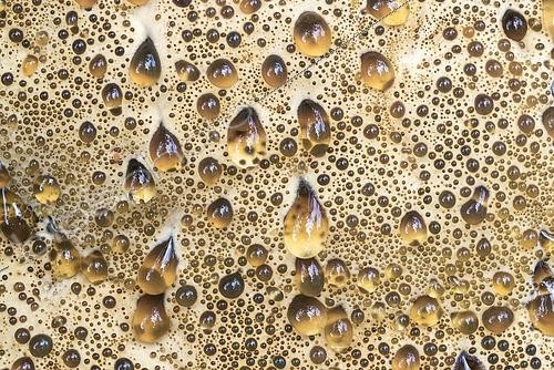 Biosphoto | 2526116 | Oak bracket (Pseudoinonotus dryadeus), surface, close-up, inedible, Hesse, Germany, Europe | &copy; Georg Stelzner / imageBROKER / Biosphoto