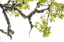 Biosphoto | 2394613 | Oak branch covered with lichen, Trasmonte, Asturias, Spain | &copy; Óscar Díez Martínez / Biosphoto