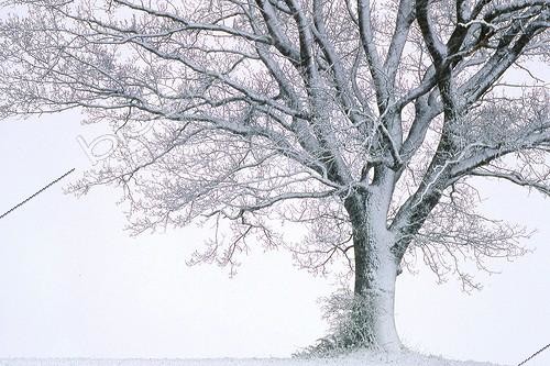 Biosphoto | 49758 | Oak tree in a snow storm Haute-Savoie France | &copy; Jean-Philippe Delobelle / Biosphoto