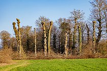 Biosphoto | 2584627 | oak trees on an embankment at the edge of a path, the trees are pruned into tadpoles, the branches are used for firewood, et the end of spring, Ille et Vilaine, Brittany, France | &copy; Sylvain Cordier / Biosphoto