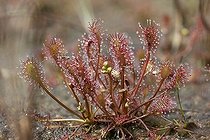 Biosphoto | 1196830 | Oblong-leaved Sundew or Spoonleaf Sundew (Drosera intermedia) | &copy; Ralph Deseniss / imageBROKER / Biosphoto