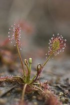 Biosphoto | 1196831 | Oblong-leaved Sundew or Spoonleaf Sundew (Drosera intermedia) | &copy; Ralph Deseniss / imageBROKER / Biosphoto