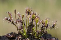 Biosphoto | 1443579 | Oblong-Leaved Sundew or Spoonleaf Sundew (Drosera intermedia), Weidmoos nature reserve, Salzburg, Austria, Europe | &copy; Reinhard Hoelzl / imageBROKER / Biosphoto
