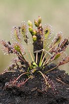 Biosphoto | 1447176 | Oblong-Leaved Sundew or Spoonleaf Sundew (Drosera intermedia), Weidmoos nature reserve, Salzburg, Austria, Europe | &copy; Reinhard Hoelzl / imageBROKER / Biosphoto
