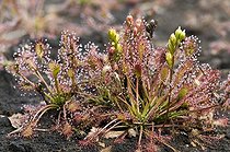 Biosphoto | 1484522 | Oblong-Leaved Sundew or Spoonleaf Sundew (Drosera intermedia), Weidmoos nature reserve, Salzburg, Austria, Europe | &copy; Reinhard Hoelzl / imageBROKER / Biosphoto