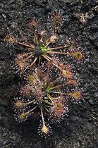 Biosphoto | 1492769 | Oblong-Leaved Sundew or Spoonleaf Sundew (Drosera intermedia), Weidmoos nature reserve, Salzburg, Austria, Europe | &copy; Reinhard Hoelzl / imageBROKER / Biosphoto