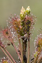 Biosphoto | 1496969 | Oblong-Leaved Sundew or Spoonleaf Sundew (Drosera intermedia), Weidmoos nature reserve, Salzburg, Austria, Europe | &copy; Reinhard Hoelzl / imageBROKER / Biosphoto