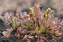 Biosphoto | 1498253 | Oblong-Leaved Sundew or Spoonleaf Sundew (Drosera intermedia), Weidmoos nature reserve, Salzburg, Austria, Europe | &copy; Reinhard Hoelzl / imageBROKER / Biosphoto